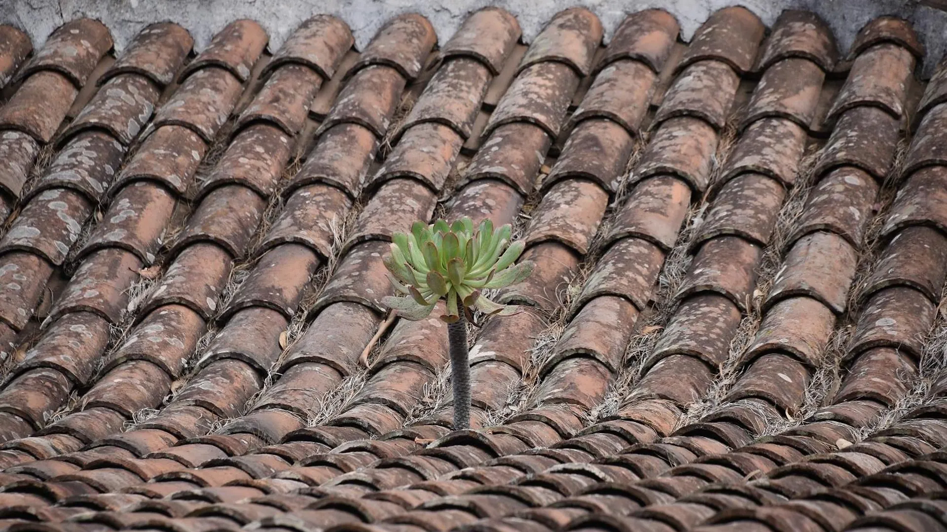 Daire Las Castras, Paisaje Y Naturaleza El Tanque